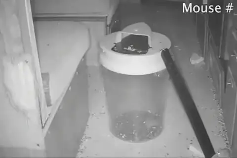 reusable mouse trap for sale